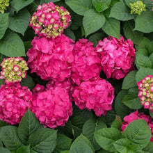 LongfieldGardensPinkRedHydrangea_s1 - USA Mega Market