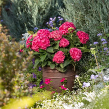 LongfieldGardensPinkRedHydrangea_s2 - USA Mega Market
