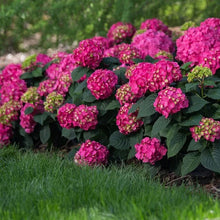 LongfieldGardensPinkRedHydrangea_s3 - USA Mega Market