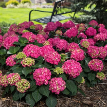 LongfieldGardensPinkRedHydrangea_s4 - USA Mega Market