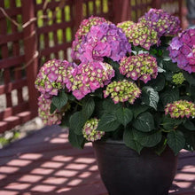 Longfield Gardens Pink/Red Hydrangea’s