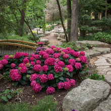 LongfieldGardensPinkRedHydrangea_s6 - USA Mega Market