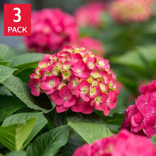 LongfieldGardensPinkRedHydrangea_s - USA Mega Market