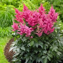 LongfieldGardensShadeLovingPerennialCollection1 - USA Mega Market