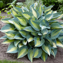 LongfieldGardensShadeLovingPerennialCollection4 - USA Mega Market