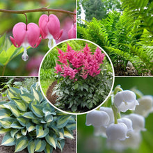 LongfieldGardensShadeLovingPerennialCollection - USA Mega Market