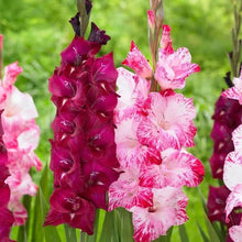 Longfield Gardens Sun Loving Collections