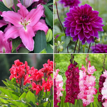 LongfieldGardensSunLovingCollections - USA Mega Market