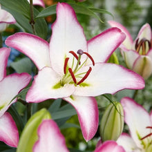 LongfieldGardensSunLovingPerennialCollection1 - USA Mega Market