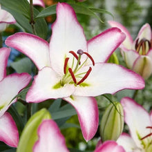 Longfield Gardens Sun Loving Perennial Collection