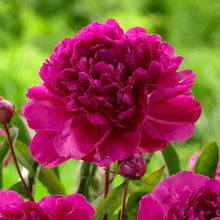 Longfield Gardens Sun Loving Perennial Collection
