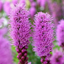 LongfieldGardensSunLovingPerennialCollection3 - USA Mega Market