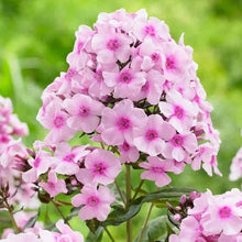 Longfield Gardens Sun Loving Perennial Collection