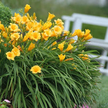 LongfieldGardensSunLovingPerennialCollection5 - USA Mega Market