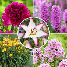 LongfieldGardensSunLovingPerennialCollection - USA Mega Market