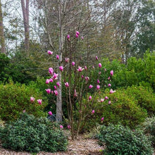 MagnoliaTree3Gallon_2-pack3 - USA Mega Market