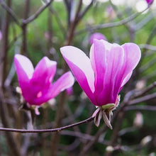MagnoliaTree3Gallon_2-pack4 - USA Mega Market