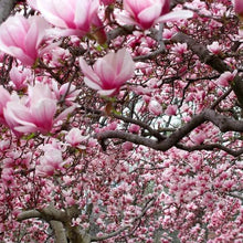 MagnoliaTree3Gallon_2-pack5 - USA Mega Market