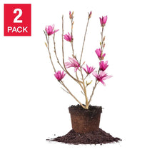 MagnoliaTree3Gallon_2-pack6 - USA Mega Market