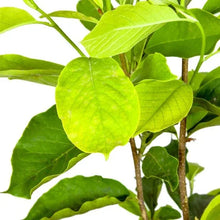 MagnoliaTree3Gallon_2-pack - USA Mega Market