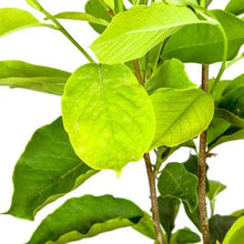 Magnolia Tree 3 Gallon, 2-pack