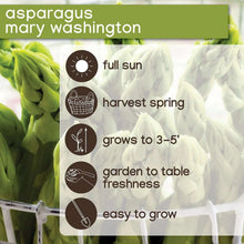 Member's Mark Asparagus Mary Washington, 24pk