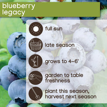 Member_sMarkBlueberryLegacy_Bluecrop_2pk3 - USA Mega Market
