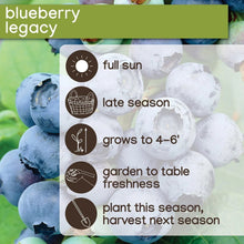 Member's Mark Blueberry Legacy & Bluecrop, 2pk