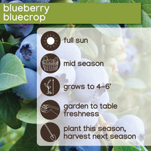 Member_sMarkBlueberryLegacy_Bluecrop_2pk4 - USA Mega Market