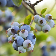 Member_sMarkBlueberryLegacy_Bluecrop_2pk5 - USA Mega Market