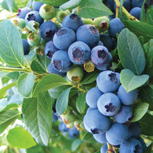 Member_sMarkBlueberryLegacy_Bluecrop_2pk6 - USA Mega Market