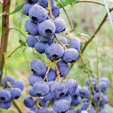Member_sMarkBlueberryLegacy_Bluecrop_2pk7 - USA Mega Market