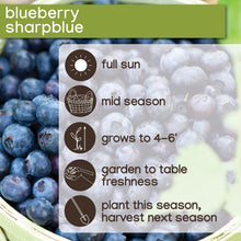 Member_sMarkBlueberryMisty_Sharpblue_2pk3 - USA Mega Market