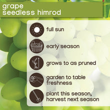 Member_sMarkGrapeHimrodWhiteSeedless_2pk3 - USA Mega Market