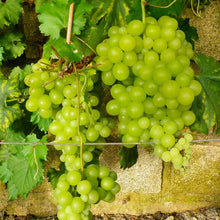 Member_sMarkGrapeHimrodWhiteSeedless_2pk5 - USA Mega Market