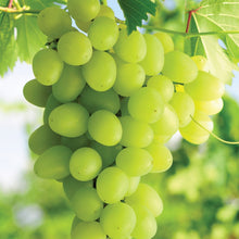Member_sMarkGrapeHimrodWhiteSeedless_2pk6 - USA Mega Market