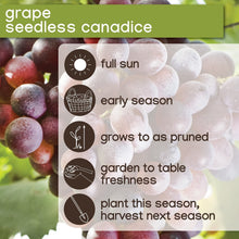 Member_sMarkGrapeSeedlessCandice_Concord_2pk3 - USA Mega Market