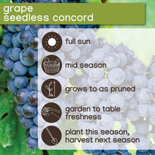 Member_sMarkGrapeSeedlessCandice_Concord_2pk4 - USA Mega Market