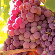 Member_sMarkGrapeSeedlessCandice_Concord_2pk5 - USA Mega Market