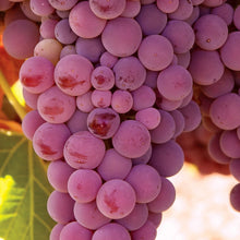 Member_sMarkGrapeSeedlessCandice_Concord_2pk6 - USA Mega Market
