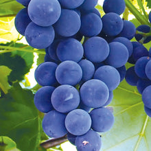 Member_sMarkGrapeSeedlessCandice_Concord_2pk7 - USA Mega Market