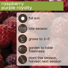 Member_sMarkRaspberryFallGold_PurpleRoyalty_2pk3 - USA Mega Market