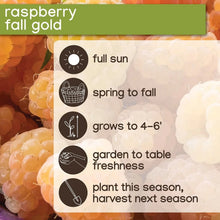 Member's Mark Raspberry Fall Gold & Purple Royalty, 2pk