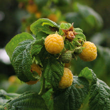 Member_sMarkRaspberryFallGold_PurpleRoyalty_2pk5 - USA Mega Market