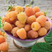 Member_sMarkRaspberryFallGold_PurpleRoyalty_2pk6 - USA Mega Market
