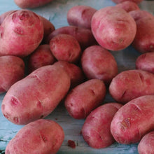 Member's Mark Seed Potatoes, 24pk