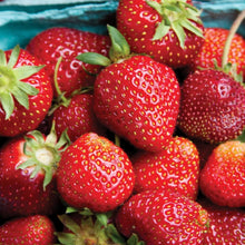 Member's Mark Strawberry Allstar, 40pk