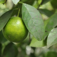 MexicanKeyLimeSemi-Dwarf1 - USA Mega Market