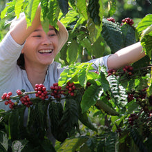 NESCAFE Taster's Choice Instant Coffee, House Blend, Light-Medium Roast,14 oz