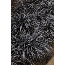 Ophiopogon_BlackMondo_Plant_3-pack1 - USA Mega Market